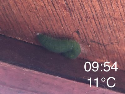 Small White larva “Edwardo” under bay window, possibly with enough warmth energy to transition to hibernation pupa.