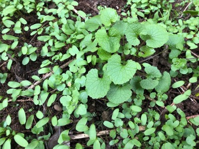 March 17th 2021 Garlic Mustard growing in Garden (Germinated Seedlings and second year biennial plant, that should flower this year).