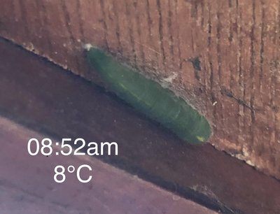*I thought that this caterpillar might be waiting for enough warmth energy to finish pupation transition.