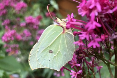 July 6th 2022 Freshly emerged, male Brimstone butterfly