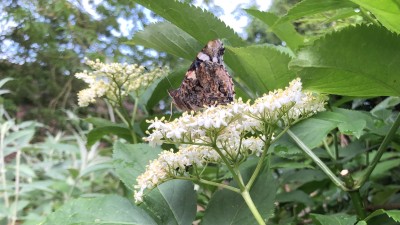Red Admiral resting on Elderberry May 26th 2024 19:05pm Less lit weather conditions