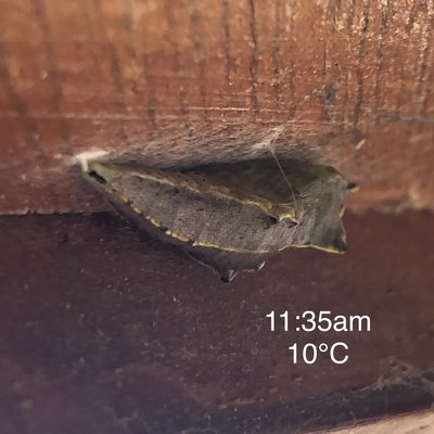Caterpillar pupated after a day of autumn sunshine on 18th October (15°C high, local village temperature ). The Small White caterpillar had fixed it’s position since 13th October 2019 (see previous diary entries).