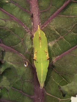 Pupa found on Curly Kale August 16th 2021