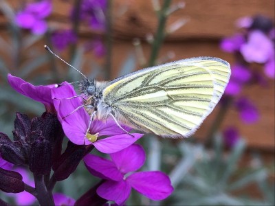 Monday May 10th 2021 Green-veined white on Erysimum, stopped after direct sunlight was lost