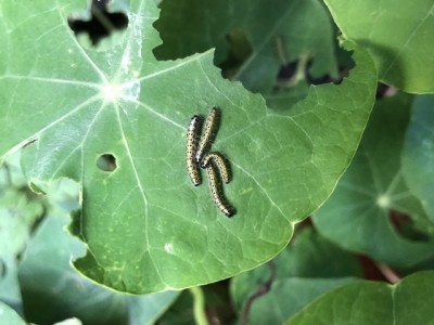 Pieris brassicae “Last” Large Cabbage White larvae October 3rd 2021, Lincolnshire.