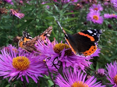 8th October, Butterfly Garden, Chambers Farm Wood. Late flowering Michaelmas Daisies.