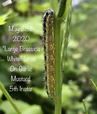 Pieris brassicas (Large Brassica White) appearing to go through it’s Life Cycle very fast nearing the end of May 2020 (First Annual Brood).