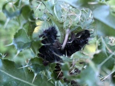 Painted Lady Larva, in thistle tent. October 9th 2019 <br />(This one did not over-winter, or hibernate). It might have been part of our native food chain.