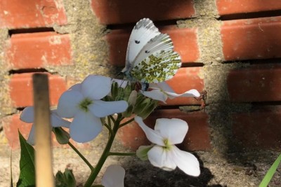 May 14th 2020 15:27pm Sweet Rocket Hesperis matronalis, (Brassicaceae) Orange-tip female with abdomen bent over in ovipositor life cycle phase.
