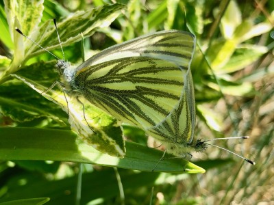 20th April 2020, Lincolnshire 14:01pm. Green-veined whites, paired. The male was top left (wings outside).