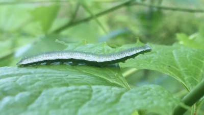 Orange-tip instar 5