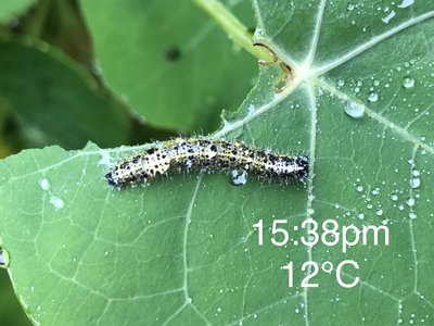 *I thought this was a young, 4th Instar Large White species on Nasturtium