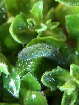 Pieris rapae January 28th 2021 Overwintering as larva on evergreen aubretia, (possibly not on Cabbages or Nasturtiums)