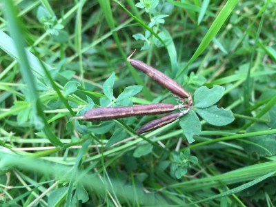 August 5th 2021 Bird’s foot trefoil seed ready  for harvest from some late May flowers