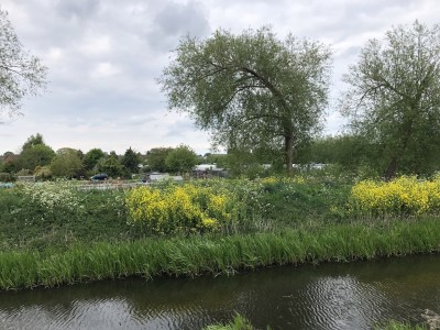 Dyke bank in Lincolnshire growing Rapeseed (Brassica napus) near vegetable allotments May 4th 2020