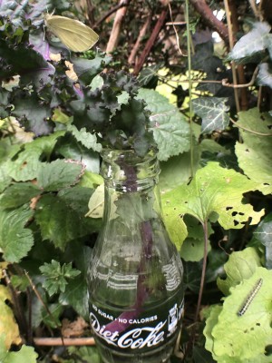August 22nd 2021 Glass bottle, acted as a Vase for the Kale leaf, left temporarily outside in a garden, while the butterfly went through it’s pre-flight phase. The hedge provided some shelter for the butterfly's conservation, if it rained.