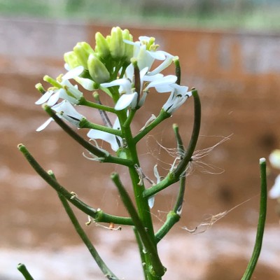 May 1st 2020. As flower grew taller, seedpods and egg, developed under flower.