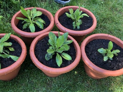 Reported DBS May9th 2020, bought as “plug plants” from naturescape.co.uk in Autumn 2019