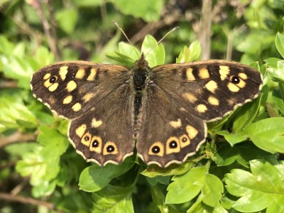 A male Speckled Wood Butterfly. April 12th 8:30am
