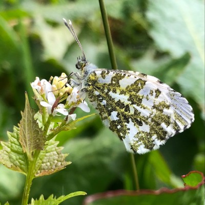 May 2nd 2021 Female Orange-tip at Camouflaged Rest on favourite flower head, during a period of direct sunlight lost (cloudy). Not many seedpods developing under flower, yet.