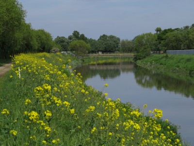 River mole Esher, 2014. A river bank mustard with aesthetic appeal. Was that the best Mustard to be there?