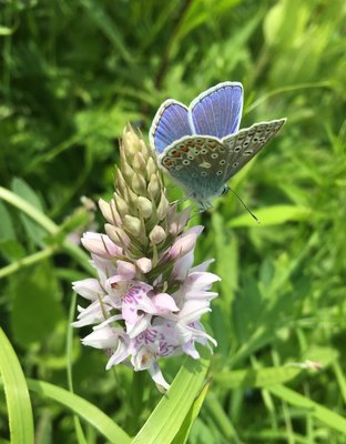 4th June 2017 The Butterfly Garden, Chambers Farm Wood, Lincolnshire