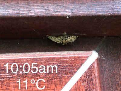 A Large White species pupa in hibernation, that pupated on 26th September 2019, Lincolnshire