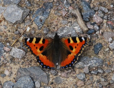 Small Tortoiseshell