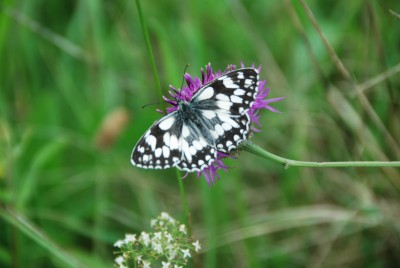 Marbled White