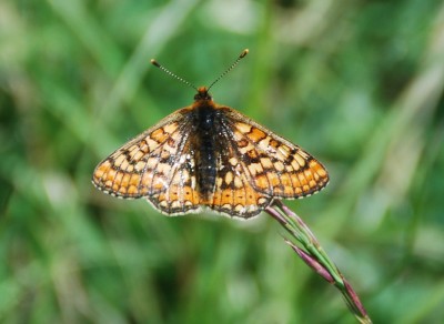 Marsh Fritillary