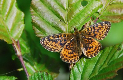 Small Pearl-bordered Fritillary (possible ab?)