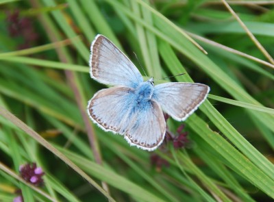 Chalk Hill Blue (male)