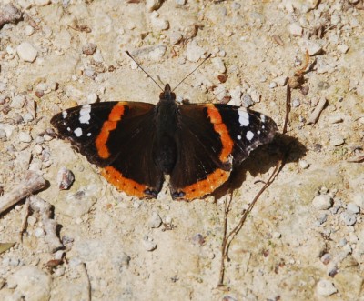 Not a Purple Emperor, Green Lane, Knepp