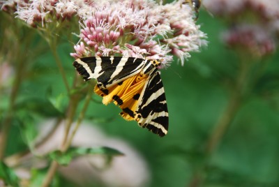 Jersey Tiger