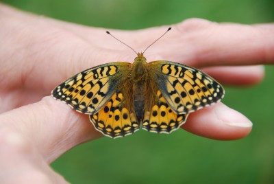 Dark Green Fritillary