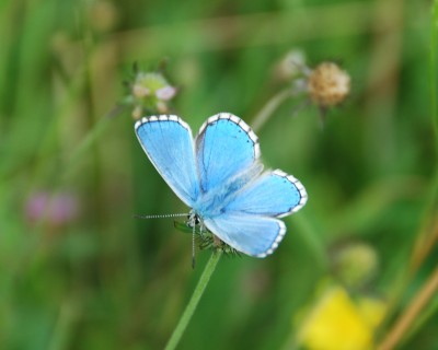 Adonis Blue (male)