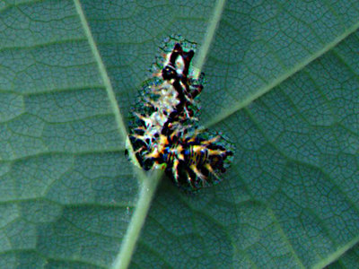 Larva under hazel leaf Millennium Wood 29Jul17