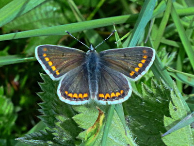 Brown Argus Dunstable Downs 15May19