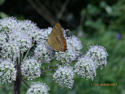 BrownHairstreak 1 Bookham Commons 4Aug17