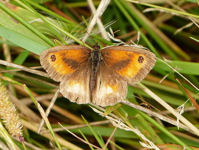 Gatekeeper ab? Stevenage 5Aug16