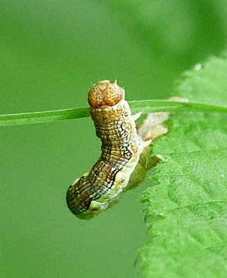 Larva on hazel Millennium Wood 13May18