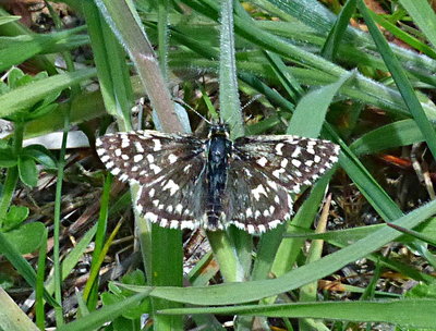 Grizzled Skipper Dunstable Downs 15May19
