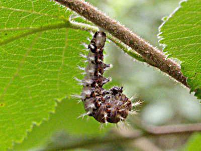 Comma larva preparing to pupate Millennium Wood 12Aug17