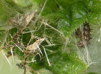 Red Admiral larva Fairlands Valley Park 30Dec17