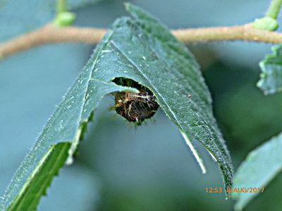 Comma larva under hazel leaf 8Aug17 (pm)