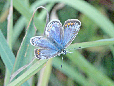 Common Blue (f) Shackledell 25Jul17