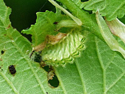 White-letter Hairstreak larva on elm Six Hills 13May18