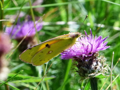 Clouded Yellow Watery Grove 15Aug16