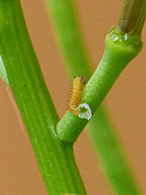 Orange-tip larva garden 14May18