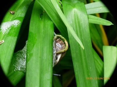 Snail and Brimstone larva back garden 13Jun16.jpg